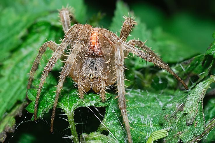 Araneus diadematus